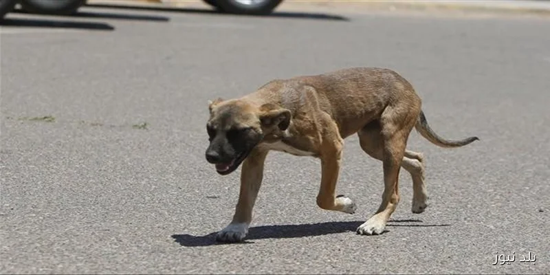16 طفلًا يتعرضون لعقر كلب ضال في العمرانية بالجيزة