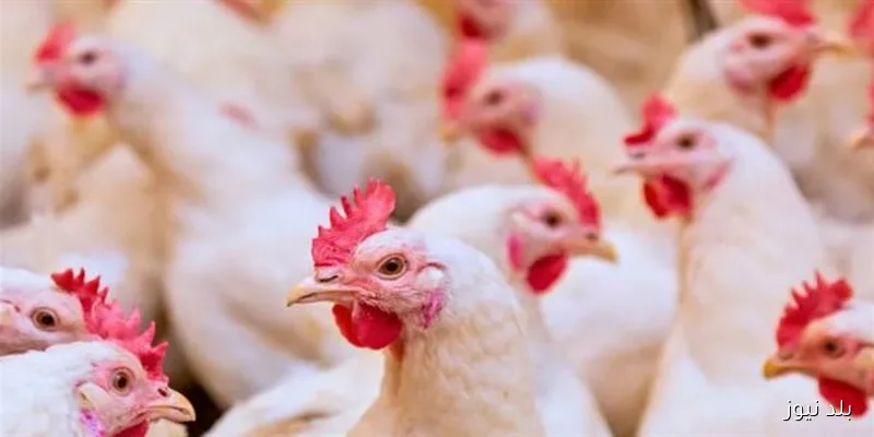 أسعار الدواجن اليوم الجمعة في الأسواق تصل إلى 61 جنيهًا للكيلو