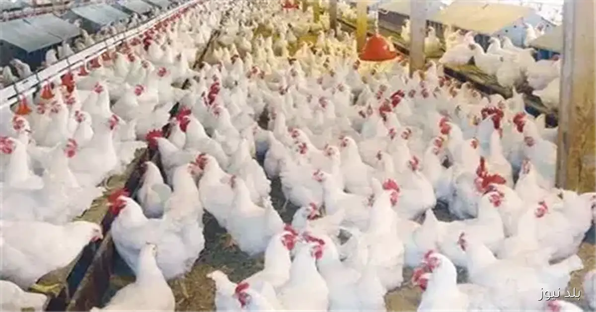 أسعار الفراخ البيضاء في بورصة الدواجن اليوم الأربعاء 65 جنيها للكيلو