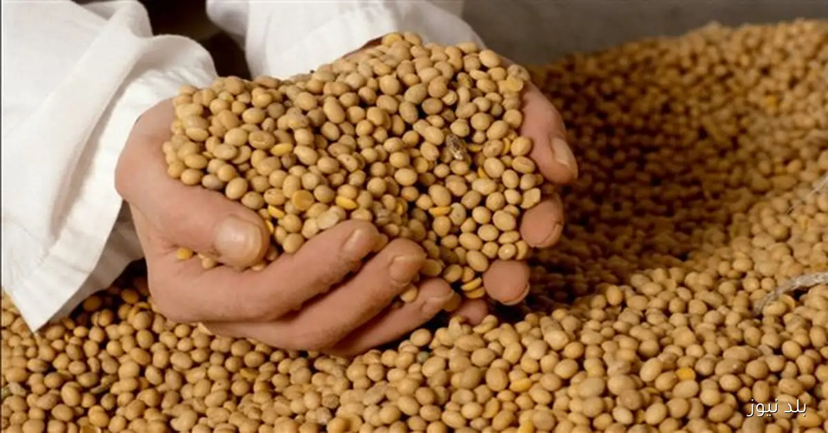 إغراق السوق العالمي بفول الصويا نتيجة الحصاد القياسي في البرازيل