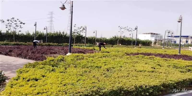 حدائق أكتوبر تزرع 1000 فدان مسطحات خضراء لتعزيز الرؤية البصرية