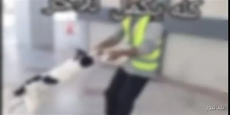 ضبط عامل بنزينة بتهمة الاعتداء على كلب في مطروح