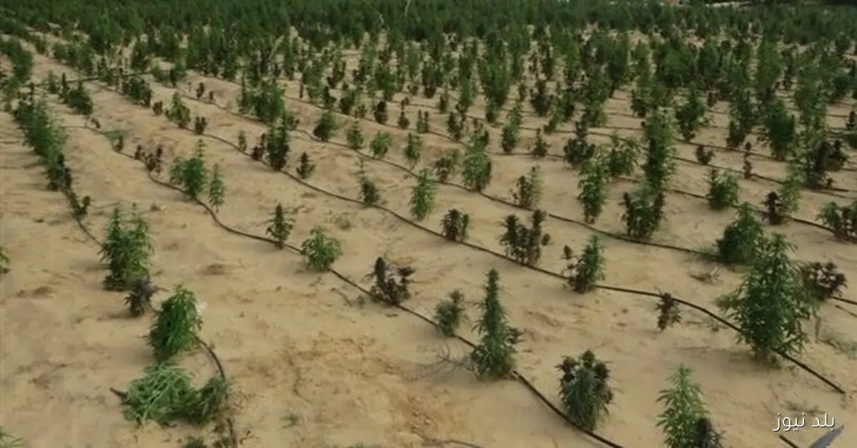 ضبط مزرعة مخدرات بقيمة مليار و600 مليون جنيه على مساحة 3.5 فدان في الإسماعيلية