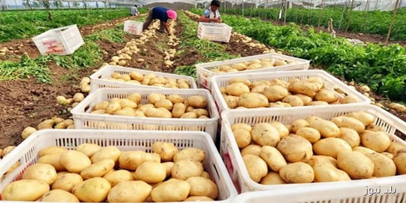 وقف تصدير البطاطس من شركات معينة إلى دول أوروبية حتى نهاية موسم 2024/25