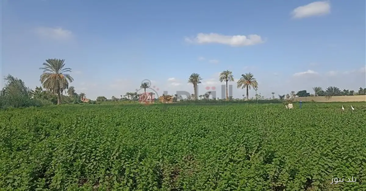 نمو المساحة المنزرعة في مصر إلى 10.1 مليون فدان خلال عام 2023 2024