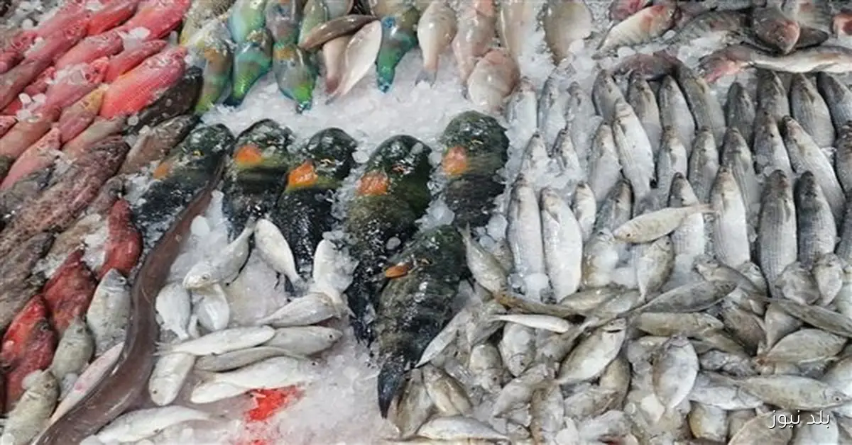 أسعار الأسماك في الأسواق اليوم الخميس 6 نوفمبر 2025 والجمبري بـ980 جنيهًا