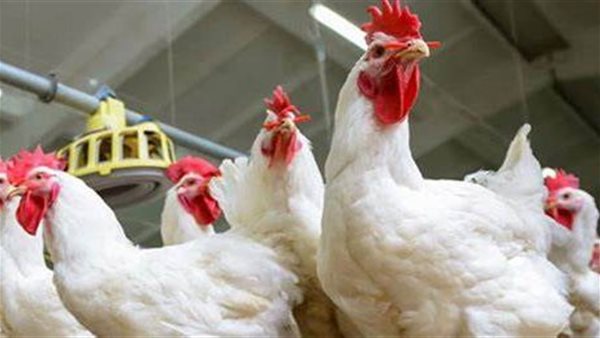 أسعار الدواجن اليوم الاثنين 10 نوفمبر 2025 في الأسواق