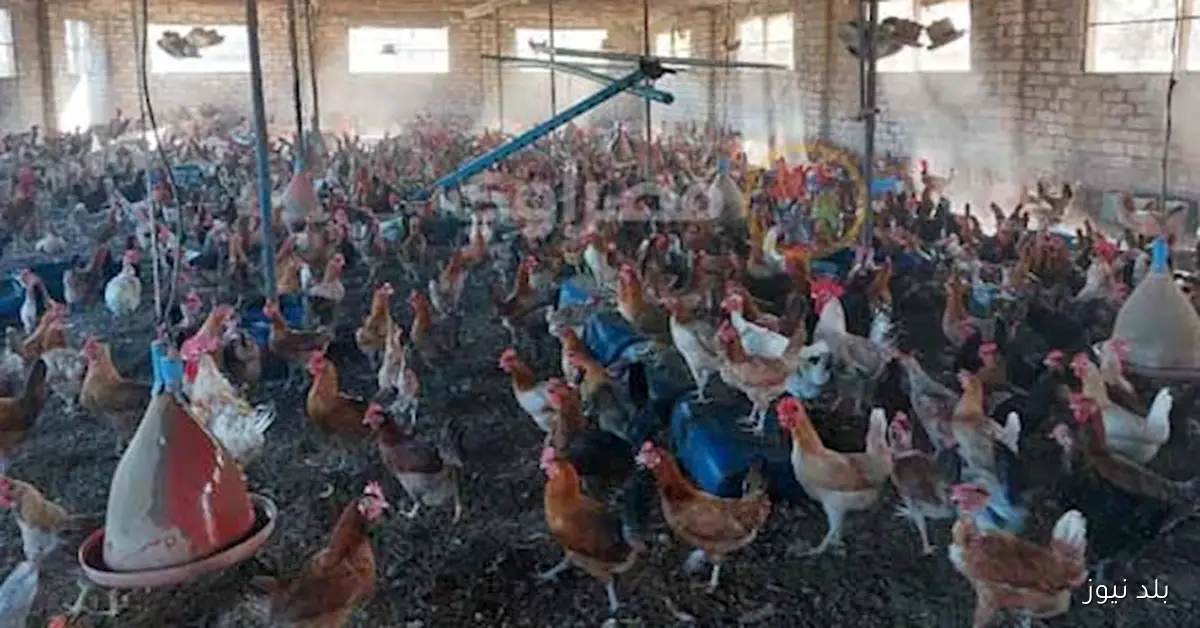 ارتفاع أسعار الدواجن اليوم الخميس في الأسواق المحلية
