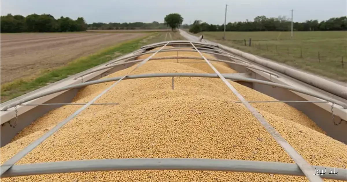 ارتفاع أسعار القمح والذرة عالمياً مع تفاؤل بانفراجة قريبة في الإغلاق الحكومي الأمريكي