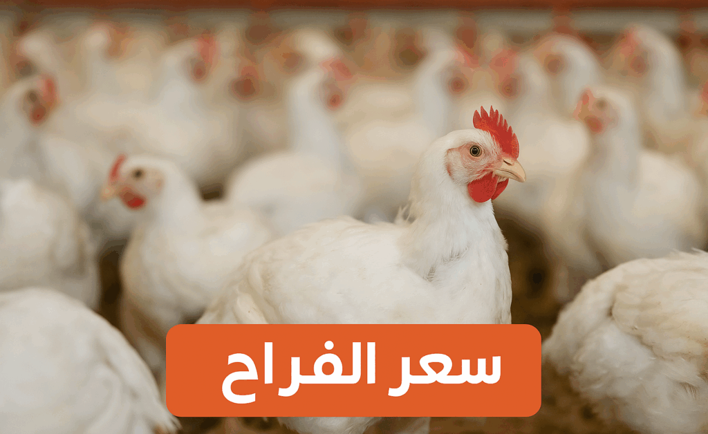 انخفاض مفاجئ.. سعر الفراخ البيضاء اليوم السبت 8 نوفمبر 2025 تواصل التراجع في الأسواق والمحلات