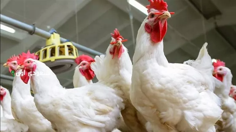 تحديث: ارتفاع أسعار الدواجن اليوم الاثنين في الأسواق الرسمية