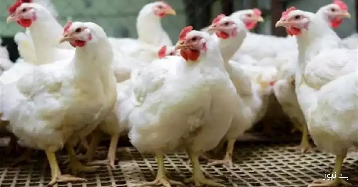تحديث: انخفاض أسعار الدواجن اليوم الثلاثاء في الأسواق الرسمية