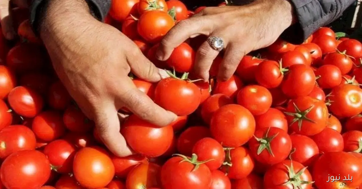 تراجع أسعار الطماطم.. أسعار الخضروات والفاكهة في سوق العبور اليوم