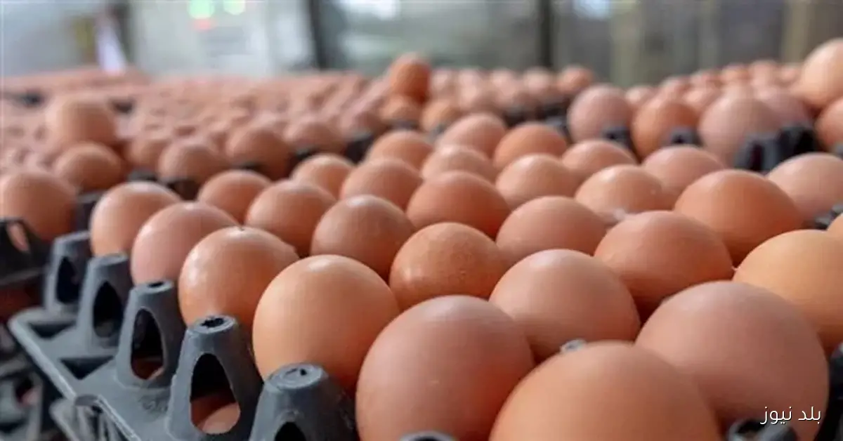 تقرير حول ارتفاع أسعار البيض اليوم السبت في الأسواق الرسمية