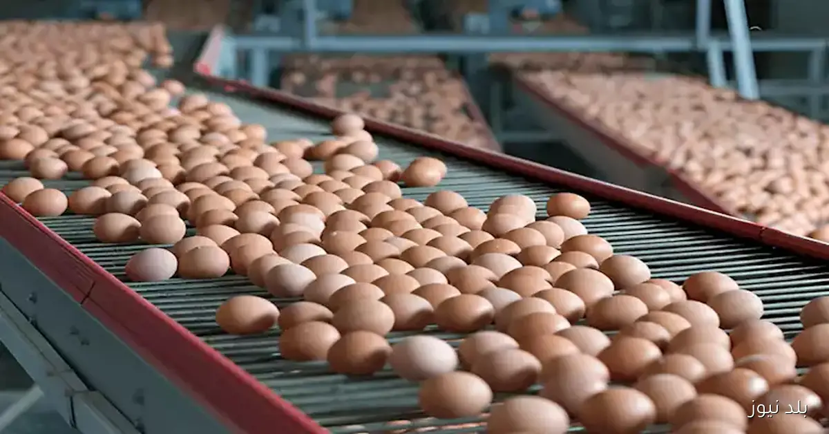 زيادة أسعار البيض اليوم الثلاثاء في الأسواق المحلية (موقع رسمي)