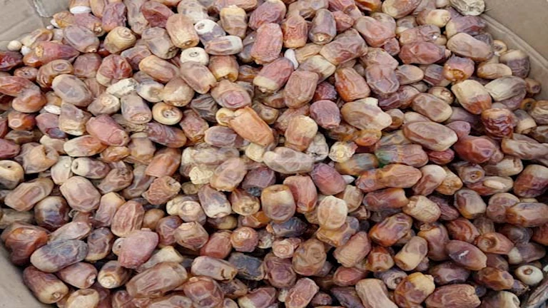 غداً السبت.. بداية المهرجان الدولي الثامن للتمور في الواحات البحرية