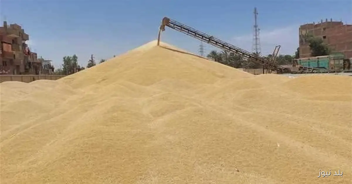 مصر تتفاوض لاستيراد 500 ألف طن قمح من أوكرانيا وروسيا وبلغاريا