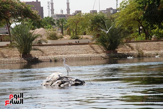 الطيور الطيور