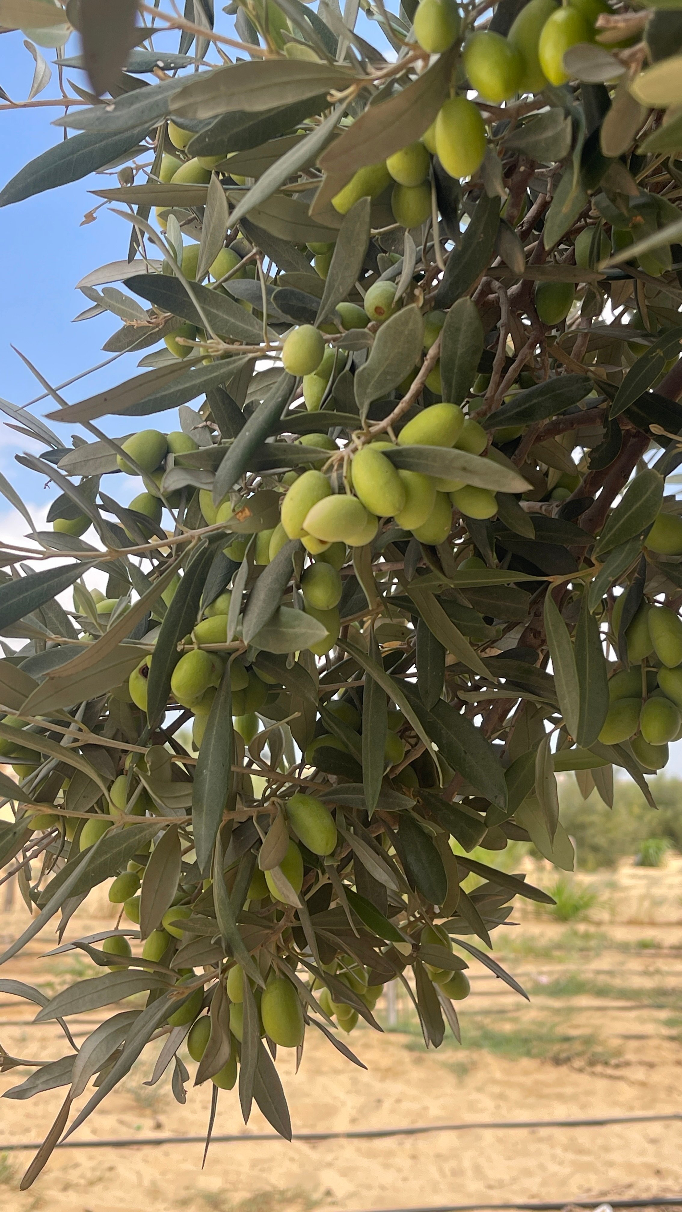 نمو حبات الزيتون علي مياه الابار الجوفية نمو حبات الزيتون علي مياه الابار الجوفية